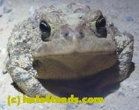 /home//u458753944/public_html/sourcegallery/////Roxborough Toad Detour/2013-2019/2013/2013-04-09/P1120065.JPG